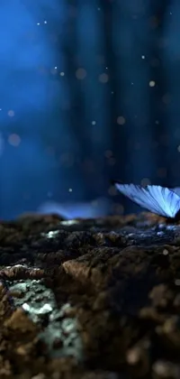 Looking for a stunning live wallpaper to complement your phone screen? This blue butterfly live wallpaper is trending on Polycount, showcasing a group of butterflies sitting on a rock in the middle of stunning nature scenery