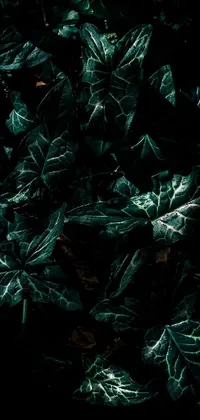 This phone live wallpaper showcases a verdant plant with lush green leaves, ensconced in an air of brooding mystery and featuring a background with elements of dark fantasy