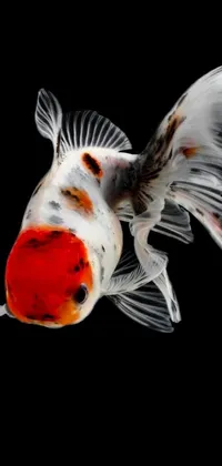Aquarium Liquid Fish Live Wallpaper
