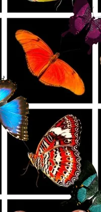 This live phone wallpaper showcases a captivating photo collage of multicolored butterflies set against a sleek black background