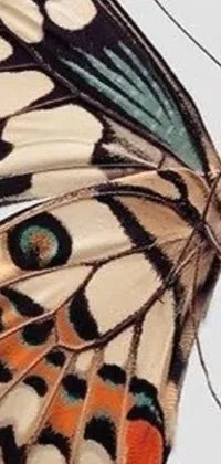 This live wallpaper features a stunning close-up of a butterfly with intricate wings on a white background