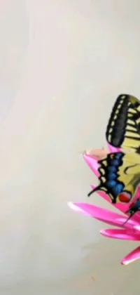 This phone live wallpaper features a vibrant, stunning butterfly perched atop a pink flower