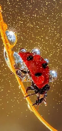 Art Arthropod Insect Live Wallpaper