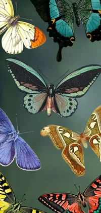 Enhance your phone screen with the vibrant beauty of this live wallpaper featuring a diverse species of butterflies with membrane wings
