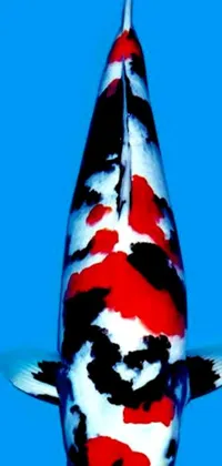This phone wallpaper features a cone-shaped koi fish with red, white, and black colors swimming on a blue background