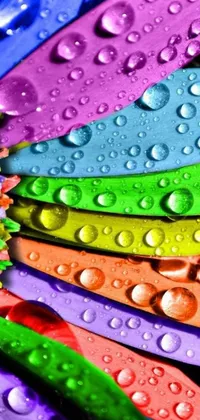 This phone live wallpaper features a stunning rainbow-colored flower with water droplets and microscopically detailed petals