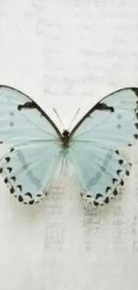 This live wallpaper displays a stunning blue butterfly resting on a white wall in a small 240p resolution photo with an anthropology theme