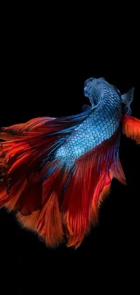 This phone live wallpaper portrays a vibrant fish against a black background