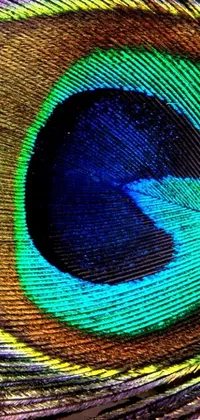 Bring a vivid touch of nature to your phone screen with this gorgeous Peacock&#39;s Eye live wallpaper