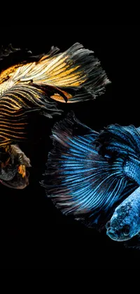 This live phone wallpaper features a beautiful aquarium with two vibrant betta fish swimming gracefully in the water