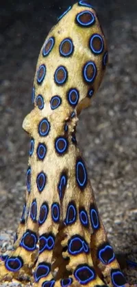 This live wallpaper features a captivating close-up of a blue and yellow octopus with cone-shaped eyes, stacked image, blue fur with white spots, and eight swirling tentacles