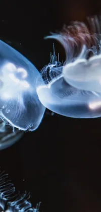 This stunning live wallpaper features a pair of jellyfish swimming gracefully in an underwater world