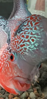 This phone live wallpaper showcases a stunning close-up of a vibrant fish swimming in a tank