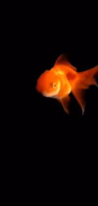 This phone live wallpaper presents a striking goldfish swimming gracefully against a dark background