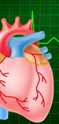 Add a touch of medical sophistication to your phone with this digital rendering live wallpaper featuring a detailed diagram of the human heart against a green background