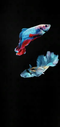 Art Liquid Fish Live Wallpaper
