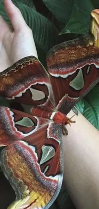 Experience the beauty of nature on your phone with this butterfly live wallpaper