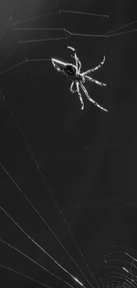 Arthropod Black Insect Live Wallpaper