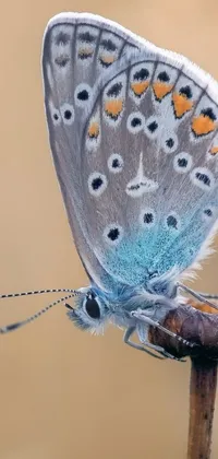 This phone live wallpaper showcases a stunning macro photograph of a butterfly on a stick