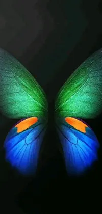 This captivating live wallpaper features a mesmerizing close-up shot of a butterfly resting gracefully on a pitch-black background, which gives it an incredible contrast and highlights every intricate detail of the butterfly's delicate wings and patterns