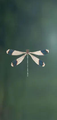 This mesmerizing live wallpaper showcases a dragonfly in impressive detail