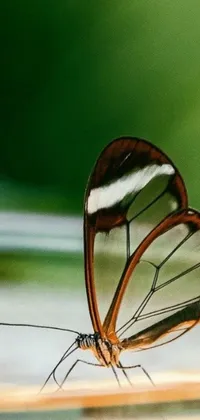 This nature-inspired live wallpaper features a stunning close-up shot of a green butterfly on a wooden table