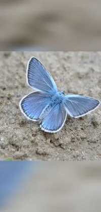 This phone live wallpaper features a beautiful blue butterfly sitting on top of a sandy ground