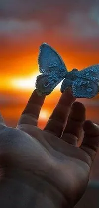 This phone live wallpaper features a stunning image of a hand holding a beautiful butterfly against a captivating sunset background in shades of blue and orange