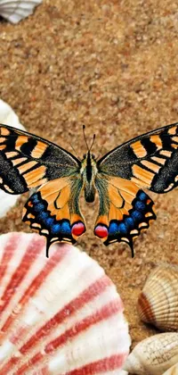 This stunning live wallpaper features a close-up illustration of a beautiful butterfly sitting on top of a sandy pile of shells