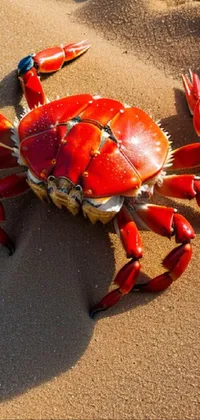 Arthropod Crab Decapoda Live Wallpaper