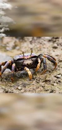 Arthropod Crab Organism Live Wallpaper