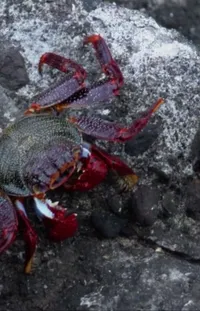 Arthropod Crab Pest Live Wallpaper