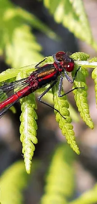 Arthropod Dragonflies And Damseflies Insect Live Wallpaper