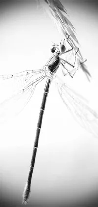 This live phone wallpaper displays a stunning black and white photo of a dragonfly taken in macro perspective by a skilled photographer