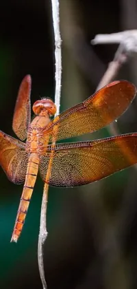 This live wallpaper features a stunning close up of a dragonfly with outstretched wings on a twig