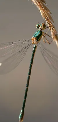 Looking for a stunning phone background that is both calming and beautiful? Check out this dragonfly live wallpaper featuring a macro photograph of a dragonfly sitting on a stalk of grass