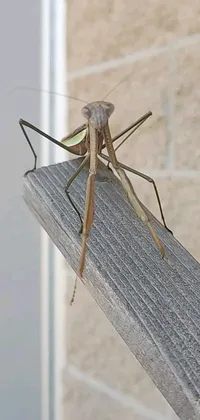 This praying insect phone live wallpaper boasts a photorealistic depiction of a predatory and tall mantis perched on wood while standing astride a gate
