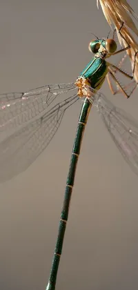 Arthropod Dragonfly Insect Live Wallpaper