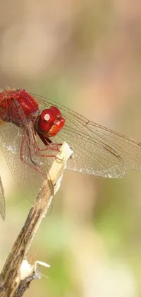 Introduce a stunning dragonfly live wallpaper for your phone featuring a captivating image of a red dragonfly perched on a twig