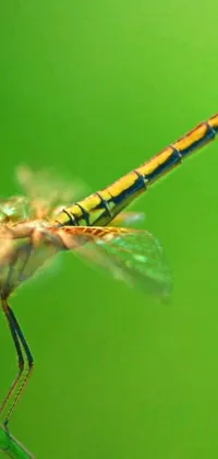 This phone live wallpaper features a close-up view of a yellow and green dragonfly on a plant, captured in stunning detail through macro photography