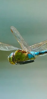 Arthropod Dragonfly Insect Live Wallpaper