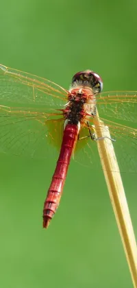 This classic phone live wallpaper features a detailed depiction of a bright red male dragonfly perched on a natural-looking stick