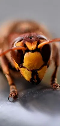 Looking for a live wallpaper that packs a punch? Check out this incredible close-up shot of a wasp on a metal surface! Sourced from Shutterstock, this stunning image features photorealistic clarity and detail, capturing the wasp's intense expression and powerful appearance in vivid detail