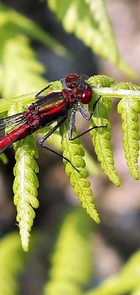 Transform your phone into a natural oasis with a stunning live wallpaper featuring a red dragonfly perched on a fern leaf