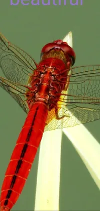 Arthropod Insect Dragonflies And Damseflies Live Wallpaper