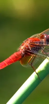Arthropod Insect Dragonfly Live Wallpaper
