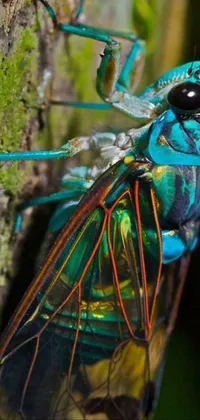 This phone live wallpaper showcases a stunning up-close shot of a bug perched on a tree amid a tranquil cyan and green background