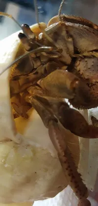 Arthropod Insect Jaw Live Wallpaper
