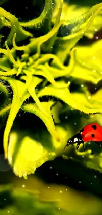 Arthropod Insect Leaf Live Wallpaper