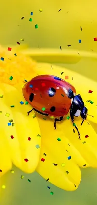 This stunning phone live wallpaper features a vibrant macro photograph of a ladybug perched on a yellow flower